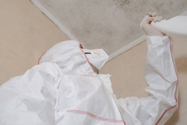Best Attic Mold Removal  in White Oak, PA